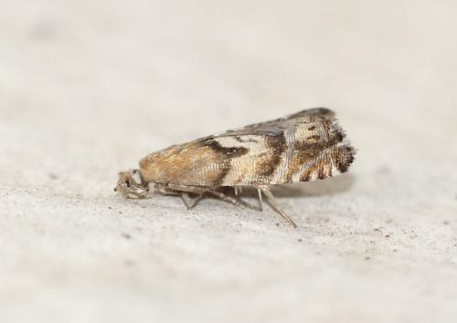Cydia interscindana